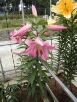 [1762 Tabledance Mak No02.JPG]